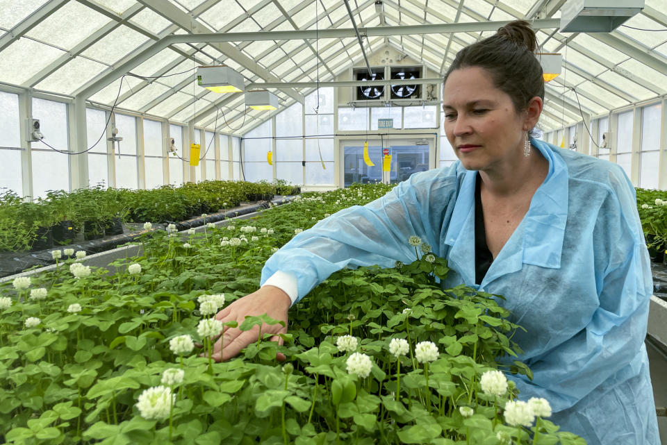 Linda Johnson, a science group manager at AgResearch, inspects genetically modified white clover in a glasshouse in Palmerston North, New Zealand, on Nov. 3, 2022. New Zealand scientists are coming up with some surprising solutions for how to reduce methane emissions from farm animals. (AP Photo/Nick Perry)