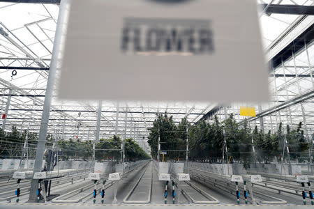 Cannabis plants grow inside the Tilray factory hothouse in Cantanhede, Portugal April 24, 2019. REUTERS/Rafael Marchante