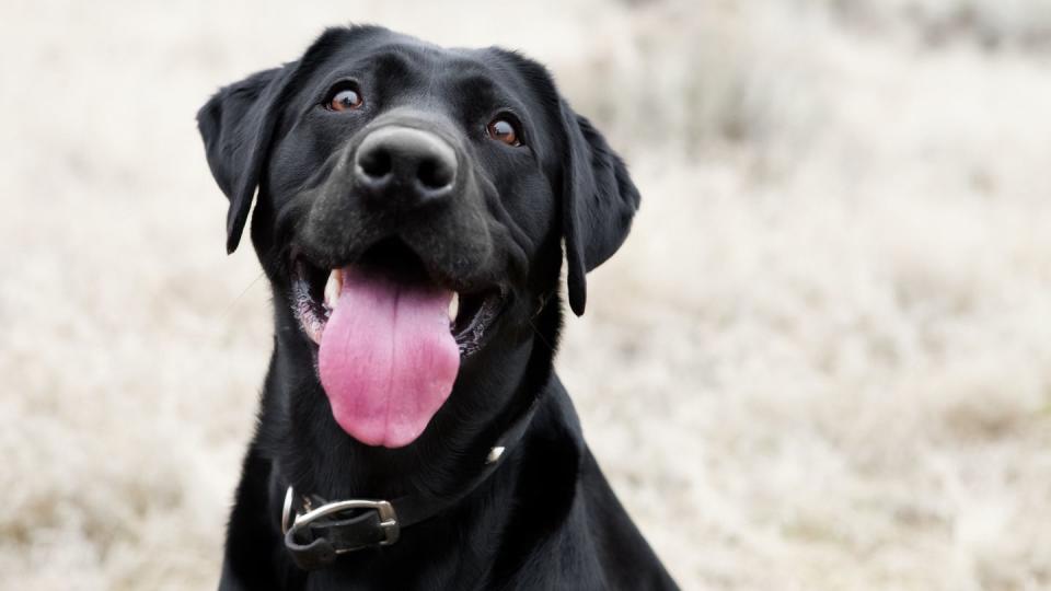 happy black lab dog with enthusiastic expression and tongue