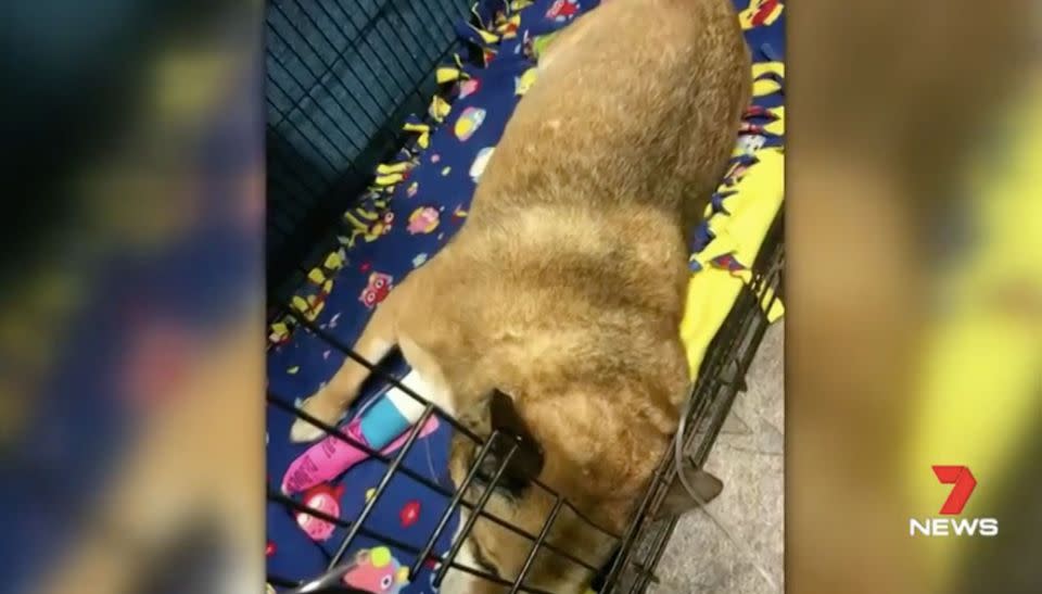 Buster has had emergency surgery but may still lose a paw. Source: 7 News