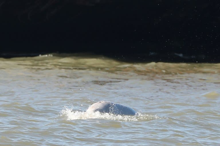 A beluga whale in the river Thames, close to Gravesend