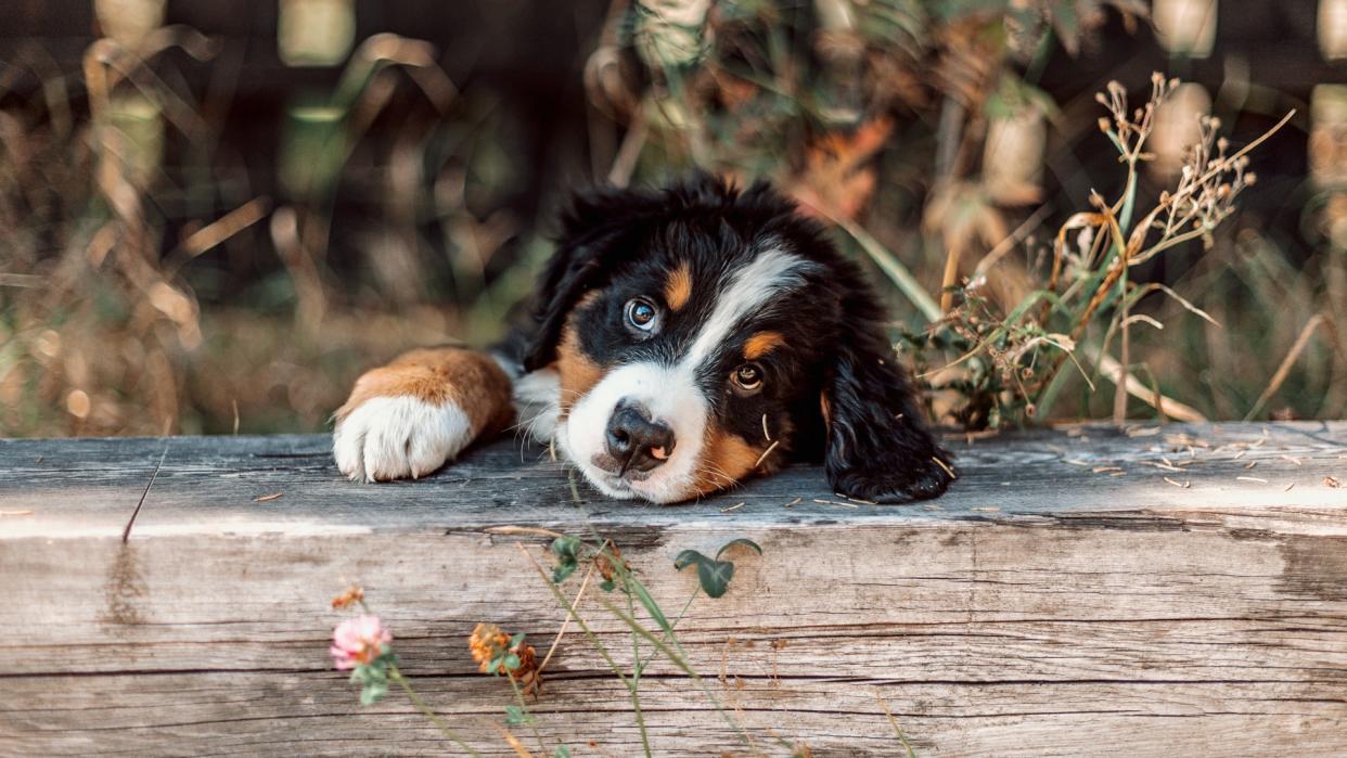  Bernese Mountain Dog puppy with head resting on log 