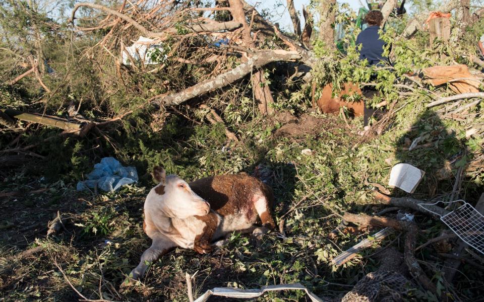 A cow rescued from the storm in Canton, Texas - Credit: Tyler Morning Telegraph via AP