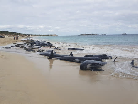 Stranded whales on the beach at Hamelin Bay in this picture obtained from social media, March 23, 2018. Leearne Hollowood/via REUTERS