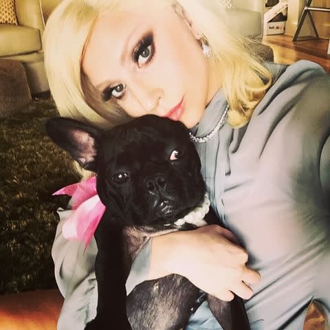 <p>Lady Gaga and her dog Miss Asia in 2015 </p> (Lady Gaga/Instagram)