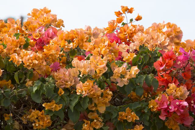 Getty Images Bougainvillea