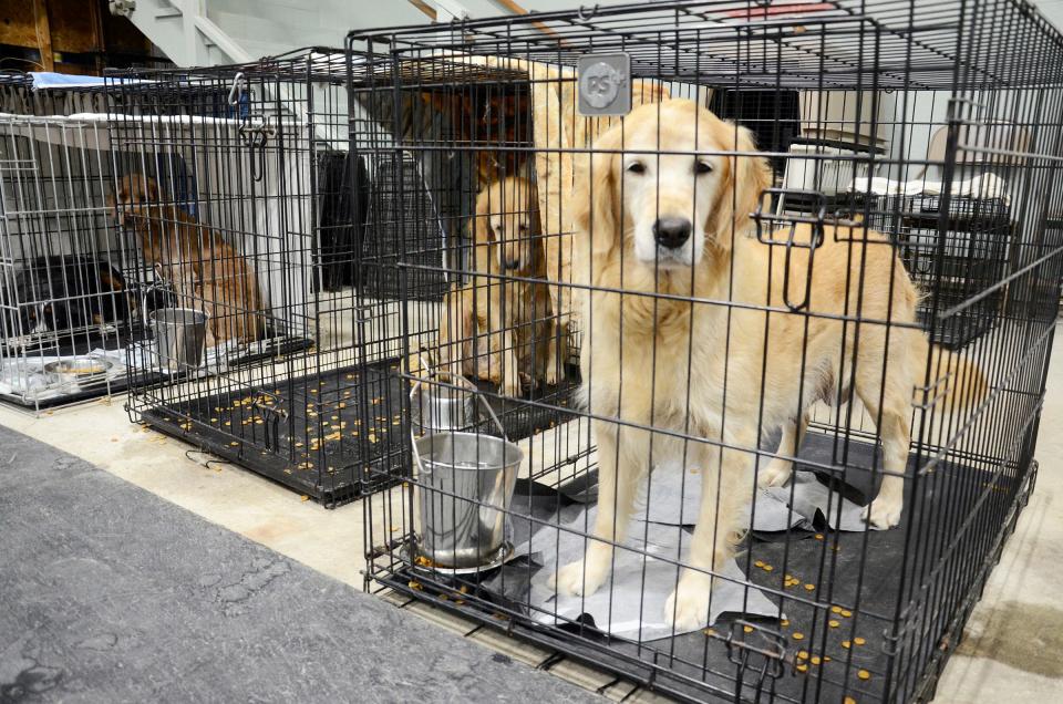 Golden retrievers, doodle mixes and Bernese mountain dogs, shown in a September file photo, were rescued from a puppy mill in Iowa.