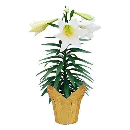 Live Easter Lily in Deco Cover - 3-4 Blooms Per Plant - Flowering Spring Plant - 12