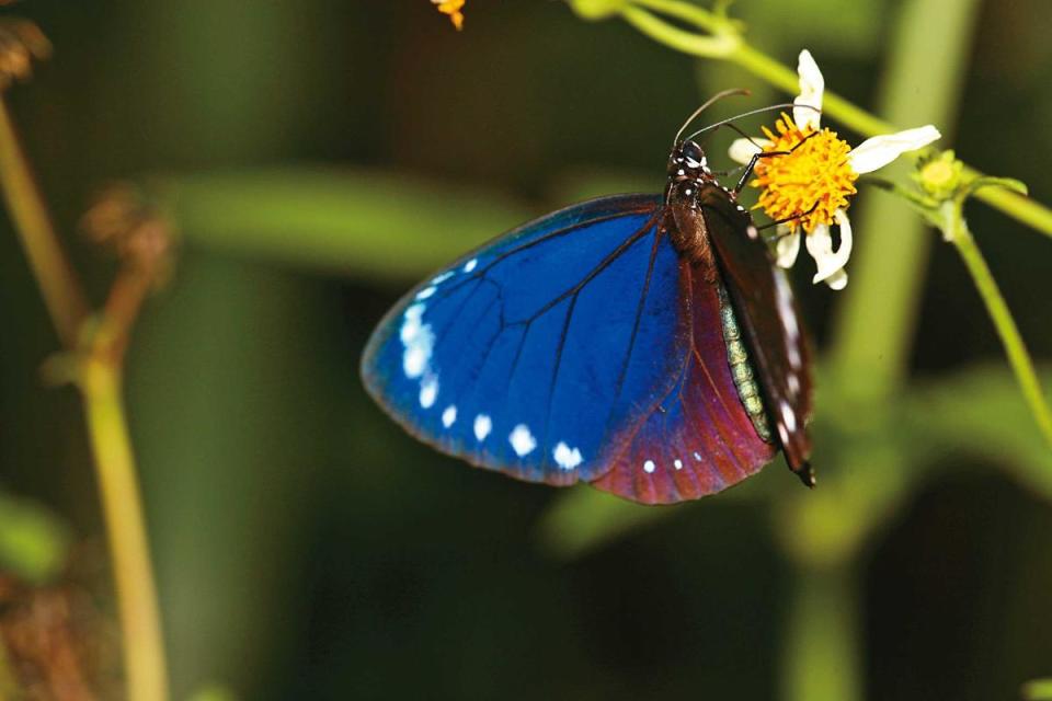 一般蝴蝶壽命短則一、二週，長則三個月，紫斑蝶卻可活六至八個月，十分長壽。（牽猴子提供）