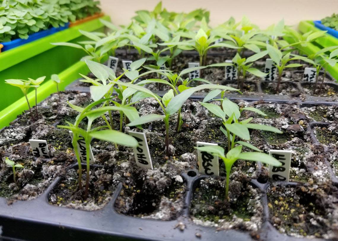 NC gardeners who like to grow their own seedlings to transplant in summer gardens should start germinating seeds indoors in February. (Photo by MSU Extension/Gary Bachman)