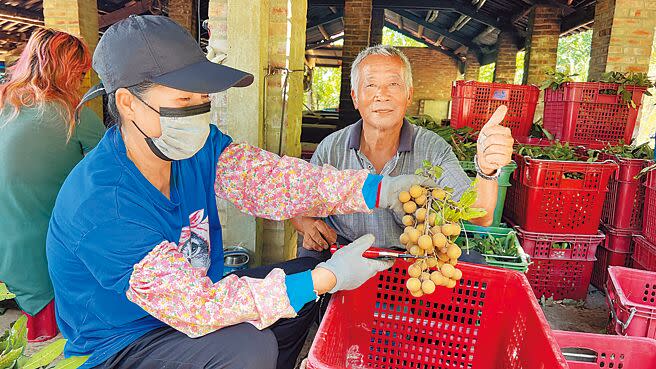 台南東山迎來龍眼產季，農家一早就開始採收。（張毓翎攝）