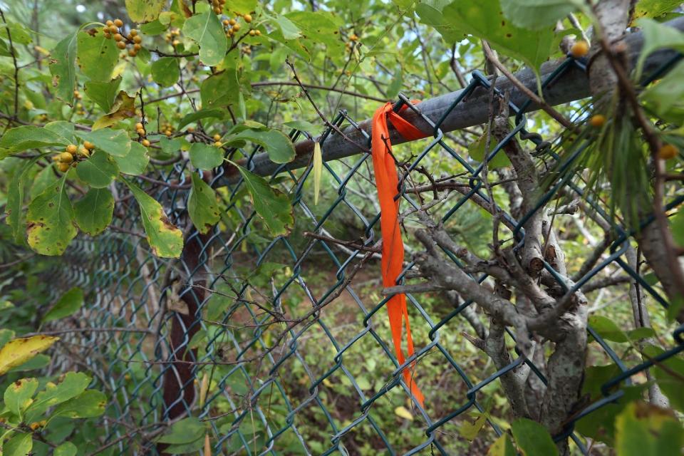 A fence and dense shrubbery block Spring Avenue Extension in the Weekapaug section of Westerly. Shoreline activists contend the route is a public right of way to the beach.