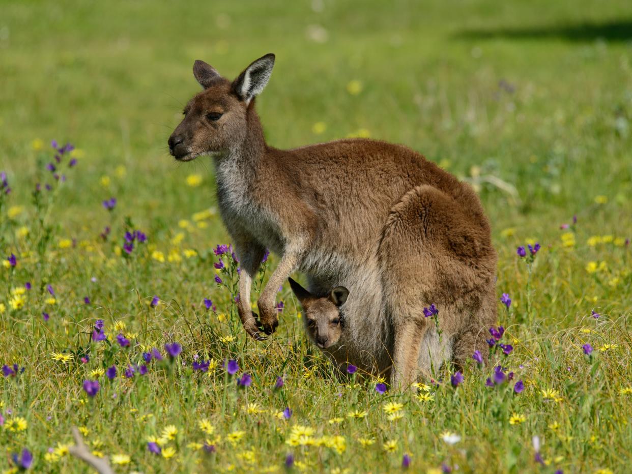 A picture of a kangaroo with a joey in its pouch.