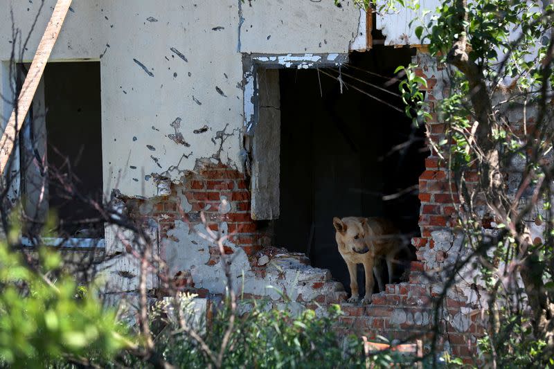 Un perro se encuentra en un casa dañada, en las afueras de Járkov, Ucrania