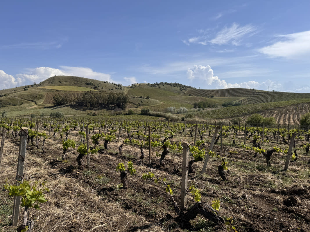 <p>Photo by Matthew Kaner</p><p>Ask a wine lover about their bucket-list destinations, and Sicily is very likely to be in their top three. Ditto for food lovers.</p><p>Partly it’s the volcanic rock (Etna is inescapable), and the extreme viticulture that entails. Partly it’s Sicily’s location as a crossroads of so many maritime pathways and currents (literally). Partly it’s the robust cultural interchanges that give rise to meals that feature everything from cous cous and saffron to tuna and pasta.</p><p>Sicily has it all. Including a certain remoteness that, for me, goes beyond geography. Fortunately Matthew has just returned from the island and will report on his most recent experiences in a moment. I’ve been only once, last year; “beguiling” is the single word that captures my memories the best. </p><p>As an entry point, much of the Sicilian experience is familiar: there are wineries, tasting rooms, vineyard tours, restaurants. Immediately below that entry point, though, is an intricate network of carefully woven relationships, both personal and commercial, that are obscure to visitors yet buttress the overall experience.</p><p>As visitors, our concern is primarily the result of those relationships, that is, the wines, historical presentation, food, and hospitality that make Sicily such a compelling, beguiling destination.</p><p>Before you go: One of the greatest resources on Sicily is a wine book co-authored by my very first teacher of wine, Bill Nesto MW. Check out The World of Sicilian Wine. Bill is American but has spent so much time on the island that he has peeled back a few of the layers of the Sicilian onion.</p>