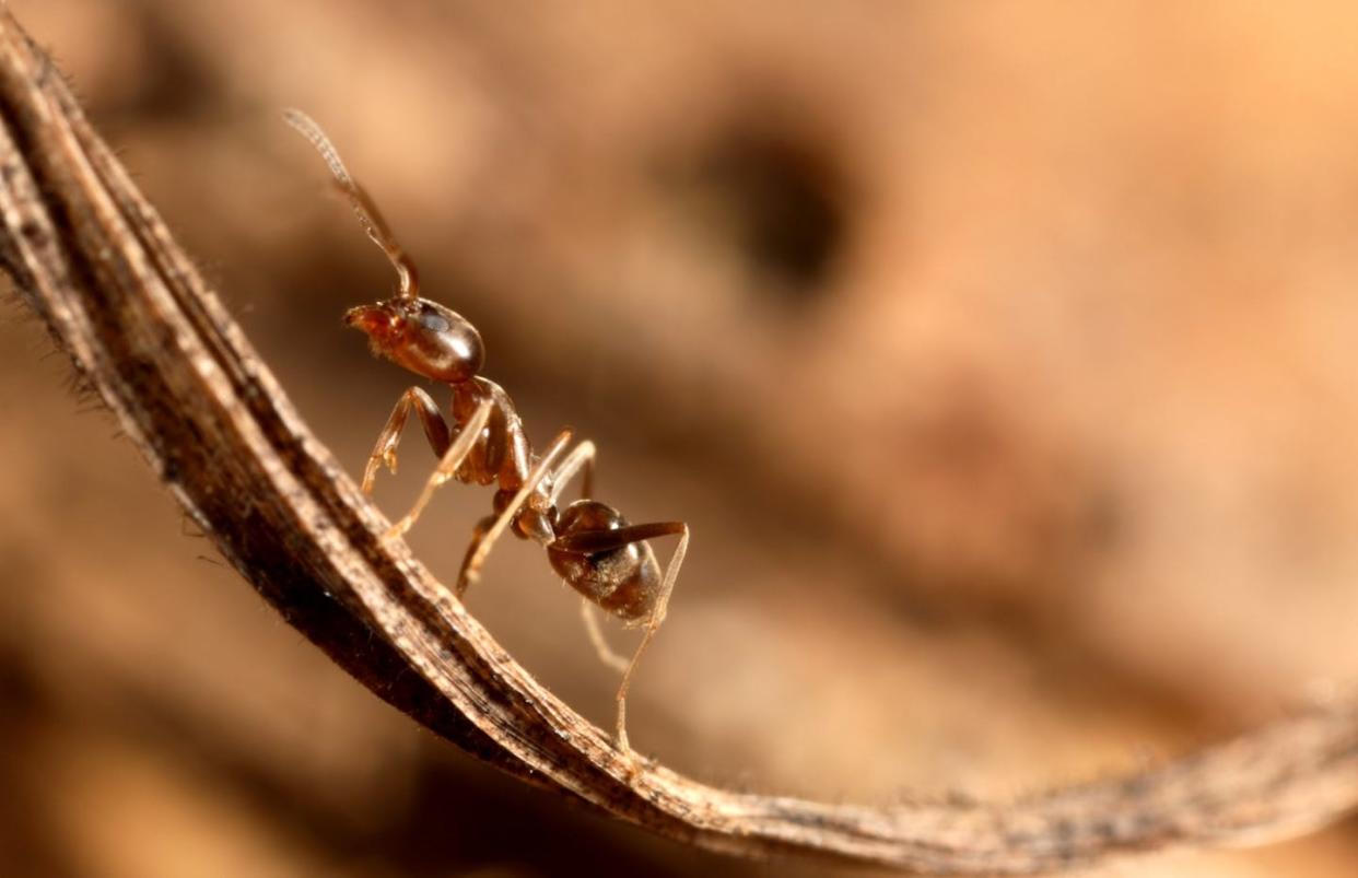 Obrera de hormiga argentina deambulando sobre restos vegetales. David Estany