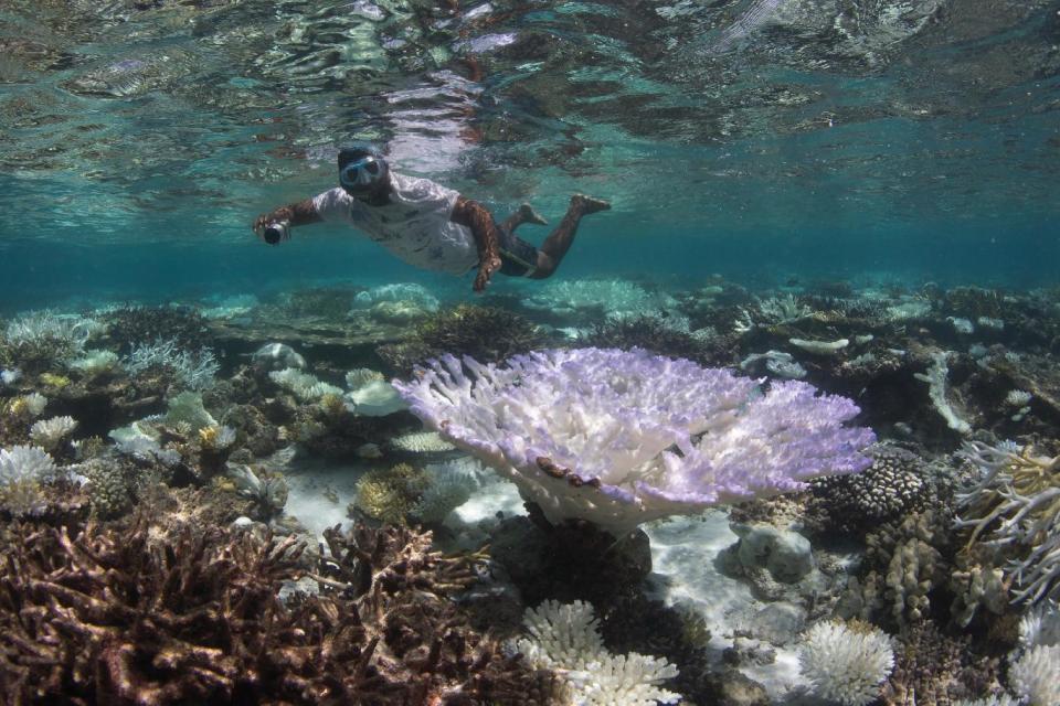 This May 2016 photo provided by the Ocean Agency/XL Catlin Seaview Survey shows a snorkeler surveying the coral bleaching in the Maldives. Coral reefs, unique underwater ecosystems that sustain a quarter of the world's marine species and half a billion people, are dying on an unprecedented scale. Scientists are racing to prevent a complete wipeout within decades. (The Ocean Agency/XL Catlin Seaview Survey via AP)