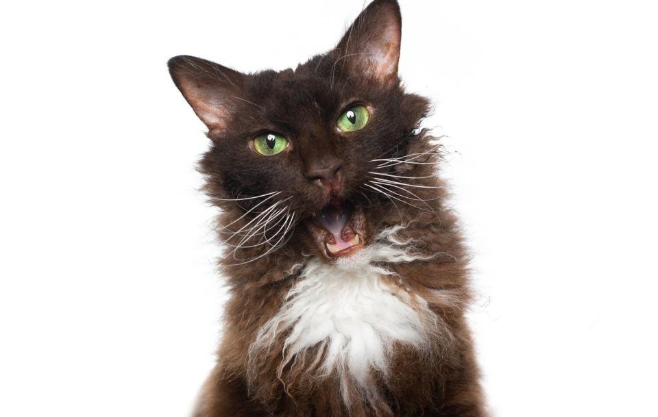 brown laperm cat with curly longhair fur with a white patch on chest and mouth open making funny face isolated on white background