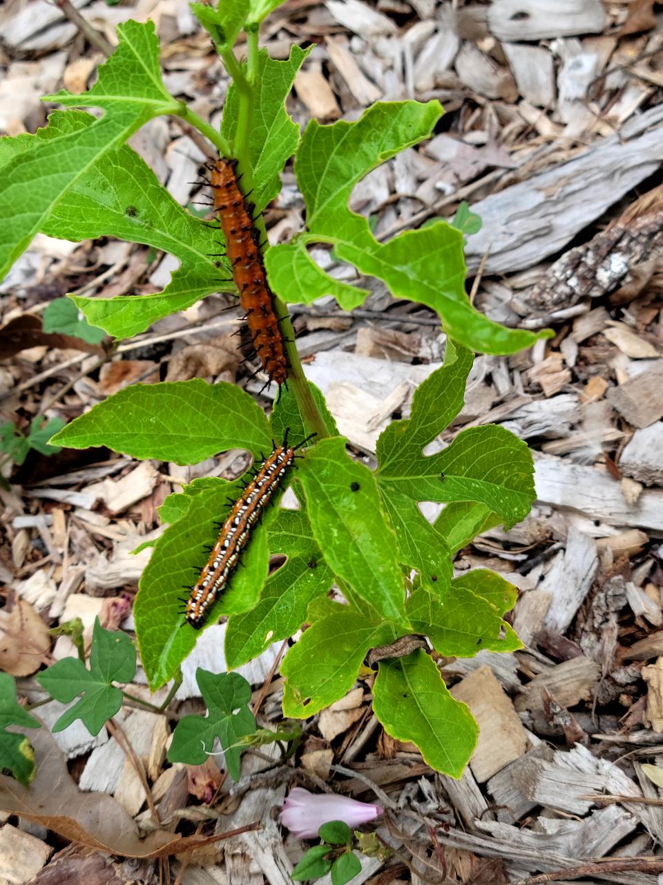 Supporting native pollinators, like this Gulf fritillary and variegated fritillary larvae on passion vine, is crucial for maintaining biodiversity and ecosystem health.