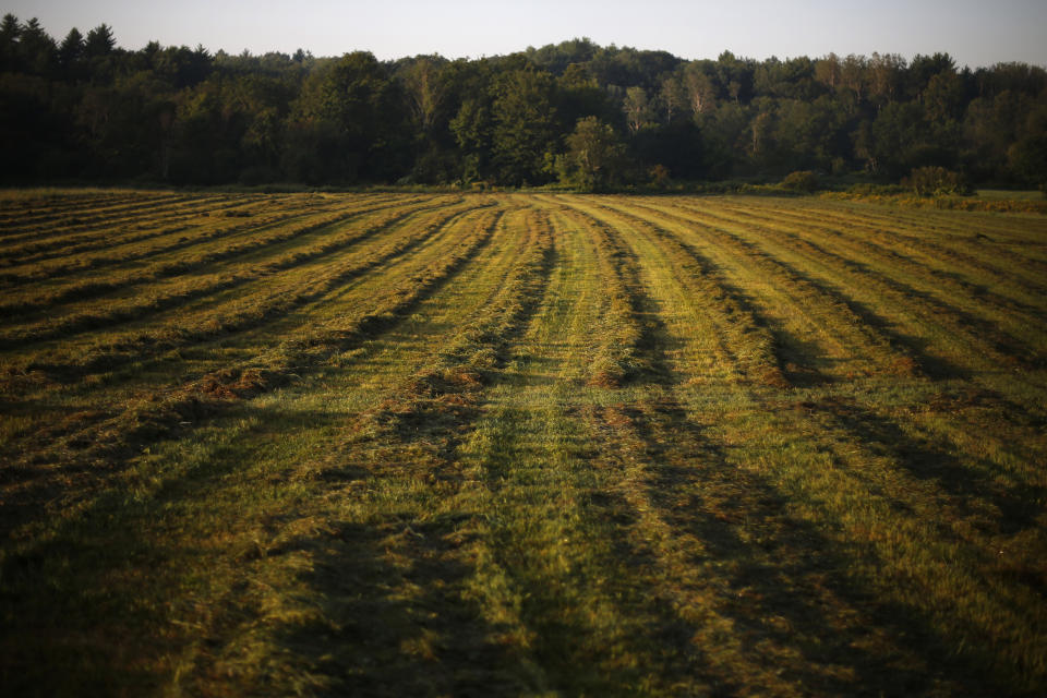 In this Thursday Aug. 15, 2019 photo, hay dries after a recent cut at Stoneridge Farm in Arundel, Maine. The farm has been forced to shut down after sludge spread on the farm land was linked to high levels of PFAS in the milk. (AP Photo/Robert F. Bukaty)