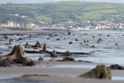 In 2014, the remains of prehistoric trees were uncovered after a storm - Credit: matthew horwood