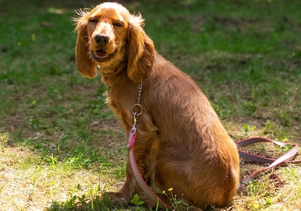 A Cocker Spaniel smiles in the sunlight