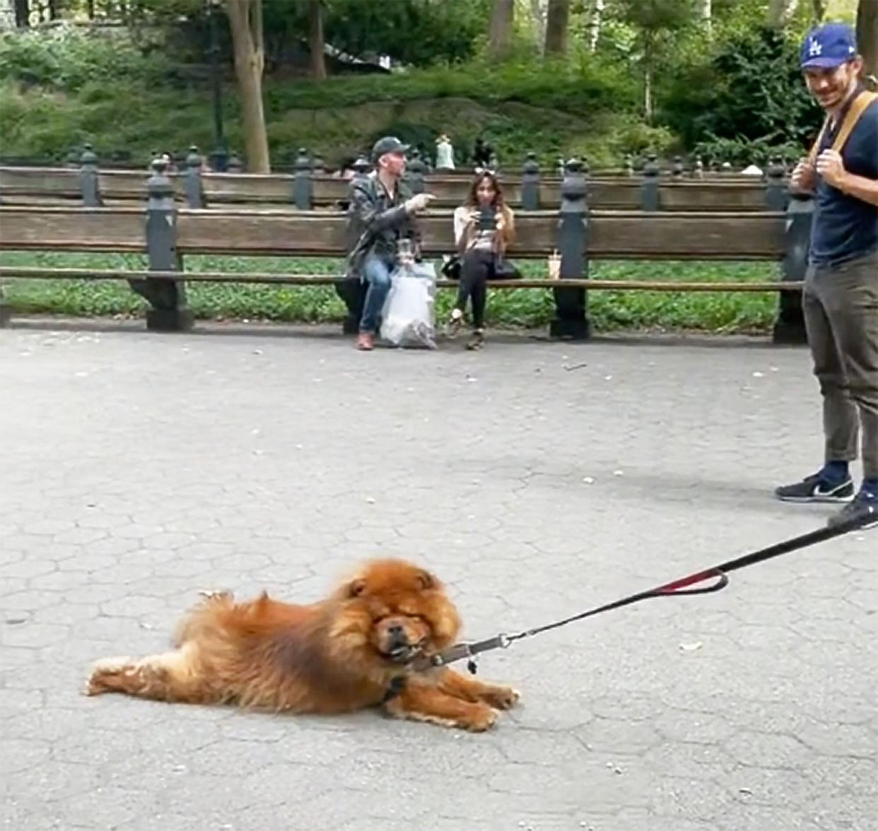 chow that refuses to walk is gently dragged in Central Park