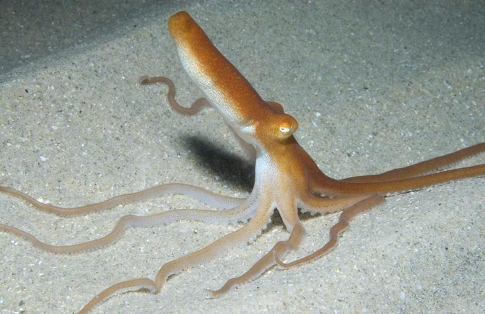 Ejemplar de 'Octopus kaurna'. <a href="https://portphillipmarinelife.net.au/" rel="nofollow noopener" target="_blank" data-ylk="slk:Julian Finn / Museum Victoria;elm:context_link;itc:0;sec:content-canvas" class="link ">Julian Finn / Museum Victoria</a>