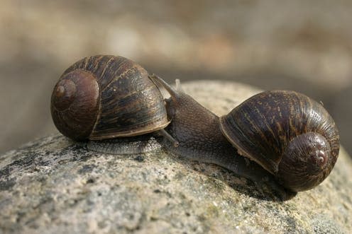 <span class="caption">Conventional "dextral" garden snail on left and "sinistral" Jeremy on right.</span> <span class="attribution"><span class="source">Angus Davison/University of Nottingham</span>, <span class="license">Author provided</span></span>