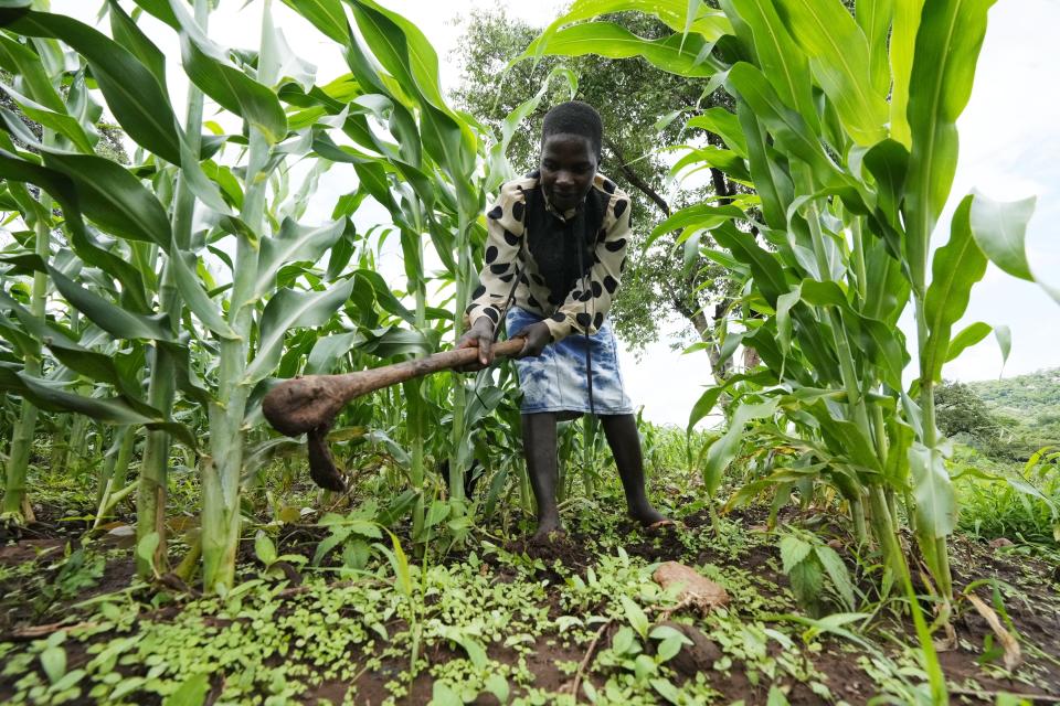 Maria Chagwena, a millet farmer, works in a field in Zimbabwe's arid Rushinga district, northeast of the capital Harare on Wednesday, Jan, 18, 2023. With concerns about war, drought and the environment raising new worries about food supplies, the U.N.'s Food and Agricultural Organization has christened 2023 as the “Year of Millets” — grains that have been cultivated in all corners of the globe for millennia but have been largely pushed aside. (AP Photo/Tsvangirayi Mukwazhi)