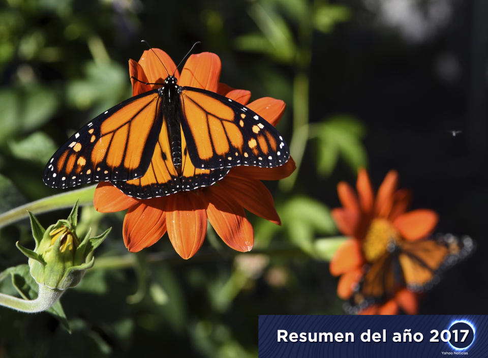 La migración de la mariposa monarca