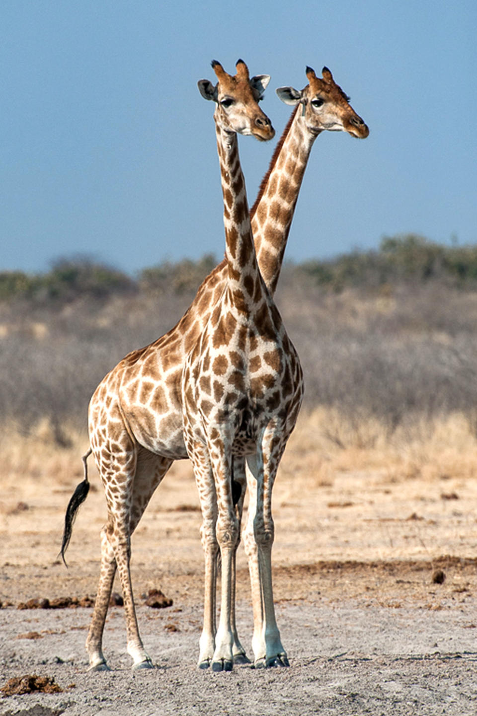 <p>Es scheint so real – doch diese Giraffe hat weder zwei Hälse noch zwei Köpfe. Die Fotografin Corlette Wessels aus Johannesburg hat einfach nur Glück gehabt: Und im richtigen Moment diese optische Täuschung auf ein Foto bannen können. Ort des Geschehen war der Etosha-Nationalpark in Namibia.<br> (Bild: Corlette Wessels/ Caters News) </p>