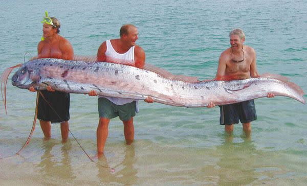 地震魚是海洋中最長的硬骨魚類，因棲居深海，人們對於牠有著神秘想像。（圖／翻攝自新華網）