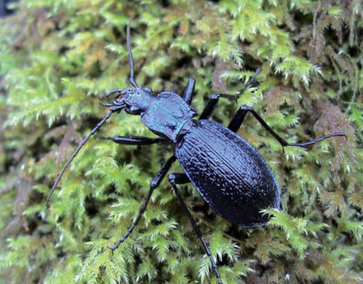 One of the newly found blue ground beetles in Devon (John Walters)