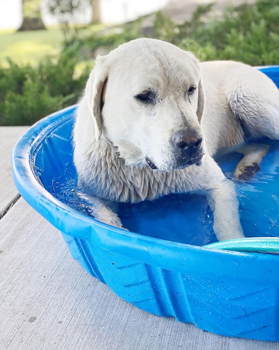 10 Best Dog Pools for Pups to Go Swimming in All Summer Long