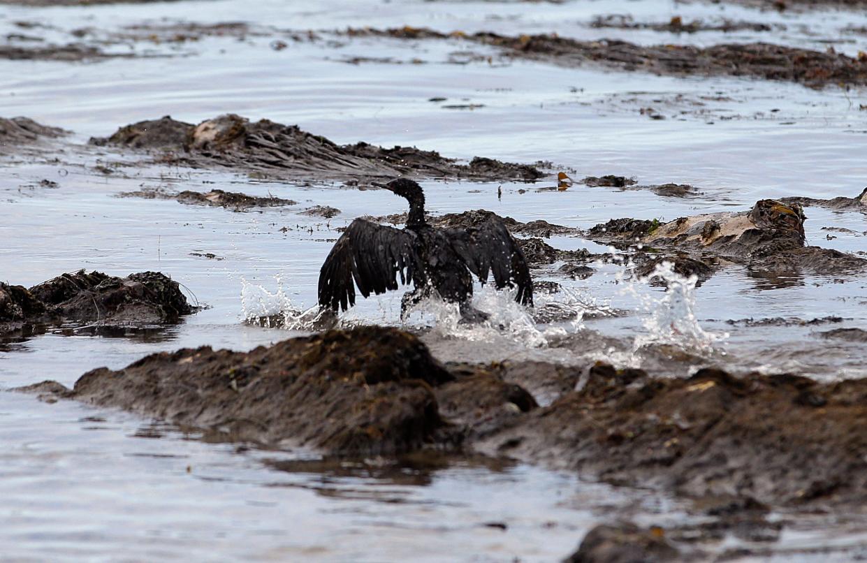 In this May 21, 2015 photo, an oil-covered bird flaps its wings at Refugio State Beach, north of Goleta, Calif, after an underground pipe, owned by Plains All American Pipeline, spewed oil down a culvert and into the Pacific on May 19 before it was shut off.