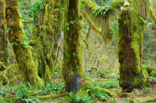 6. Olympic National Park (Hoh Rainforest), Washington