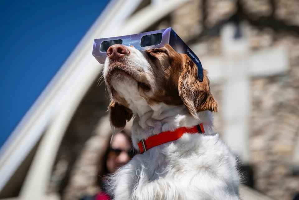 Mizar the dog awaits the total eclipse.