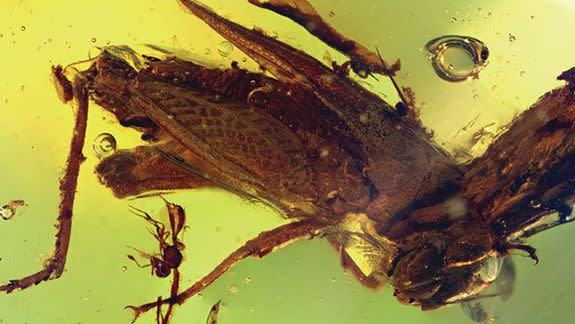 This adult female Electrotettix attenboroughi was preserved in amber.