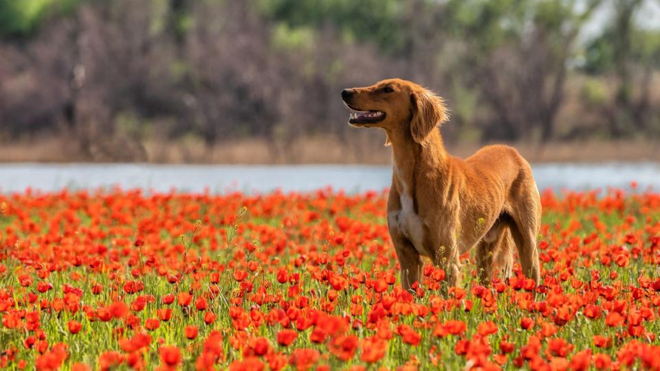 Tazy (Kazakh Greyhound)