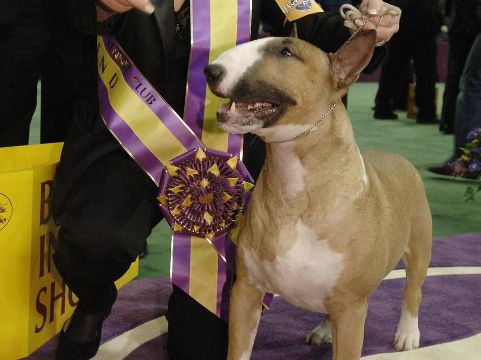 westminster winner 2006