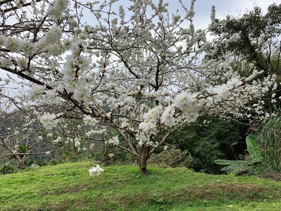 <p>▲綻放美麗純白的黃柑李花。｜Plum trees are in full blossom （NOWnews)</p>
