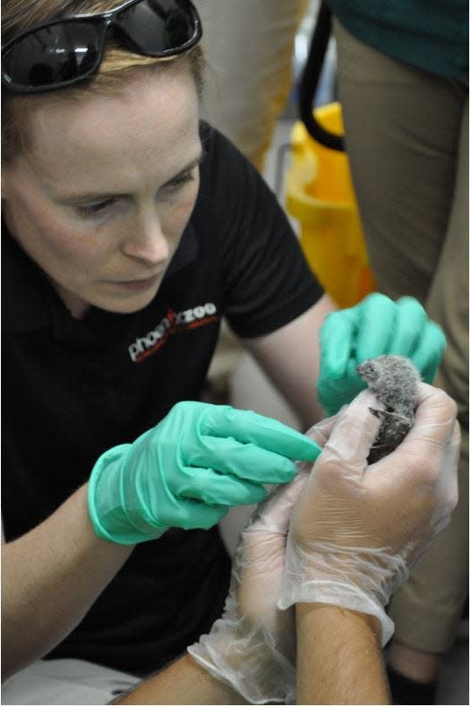 Four cactus ferruginous pygmy-owls hatched at the Phoenix Zoo as part of a pilot breeding program.