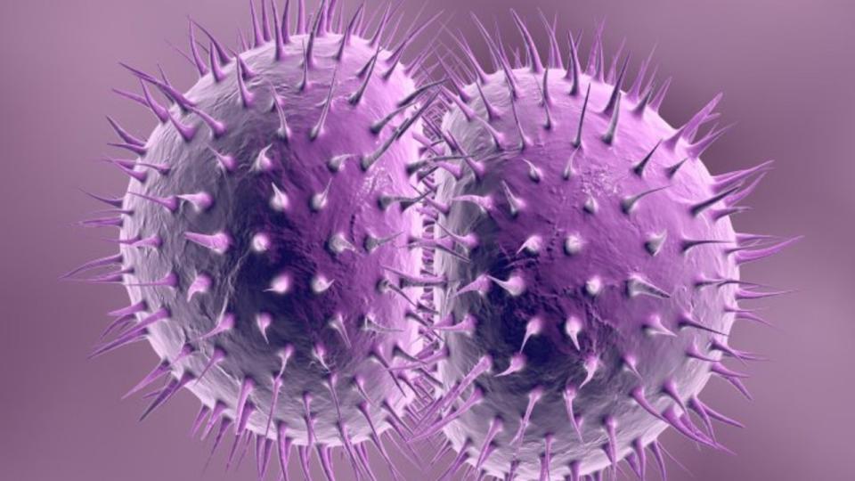 Digital illustration of Neisseria meningitidis bacteria, which causes meningococcal disease. Picture: Shutterstock