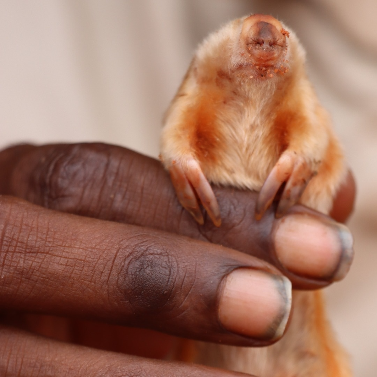 KJ Martu Rangers spotted the elusive nothern marsupial mole in Australia (Kanyirninpa Jukurrpa / Instagram)