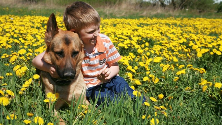 German Shepherd Saves 6 Year Old Boy