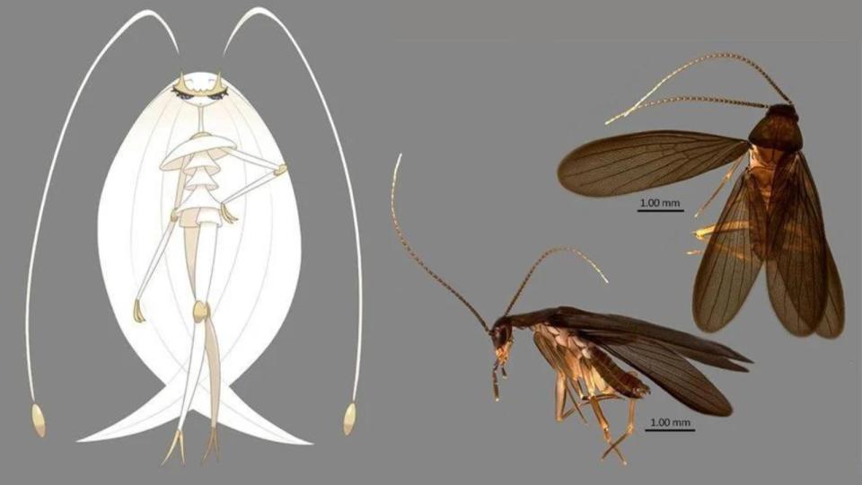 The Noctila Pheromosa was discovered by two Pokemon fans who happen to be entomologists. (Photo: Niantic, Lee Kong Chian Natural History Museum)