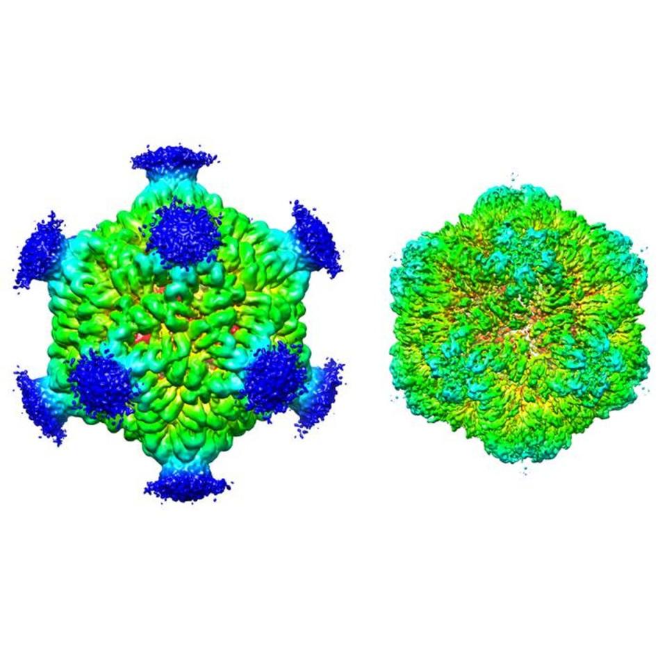 The three-dimensional structure of a PNMA2 complex, which can trigger a dangerous immune reaction when released by tumor cells (Junjie Xu)