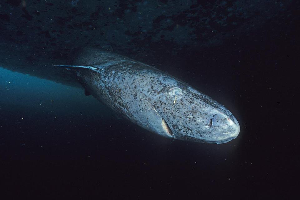 Tiburón de Groenlandia