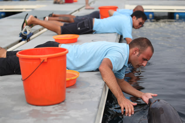 The specialists will also conduct regular checks to ensure the dolphins are in good shape.  One of the checks is a screening of the dolphin's mouth for the presence of blisters on the tongue, which could be caused by other wild fish they might have eaten. (Photo courtesy of Marine Life Park)